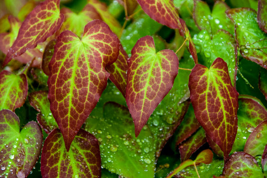 What is Epimedium complex natural elixir for sexual health?